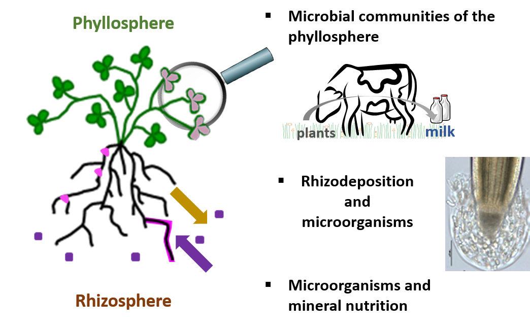 Plants Microorganisms